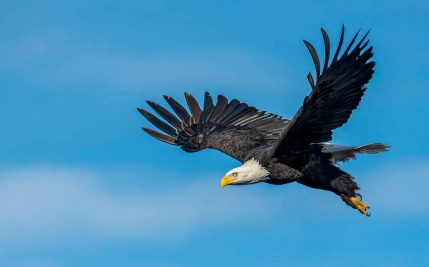 Bald Eagle