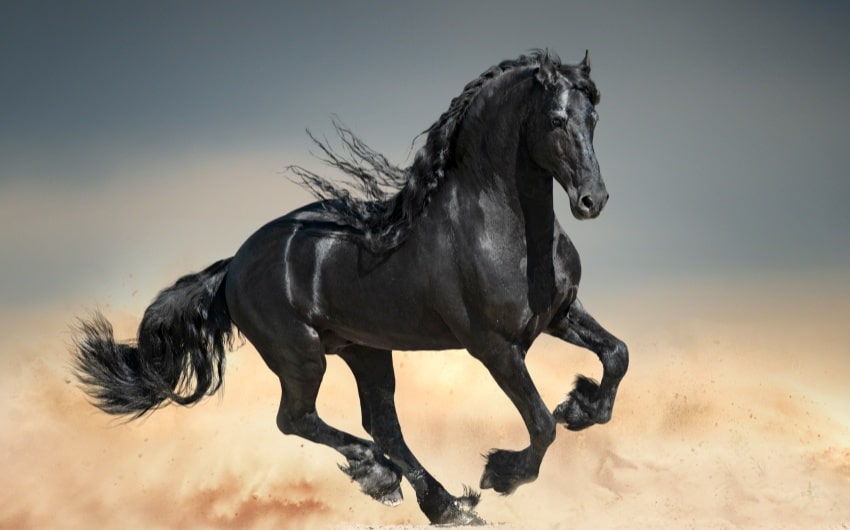 Black Horse