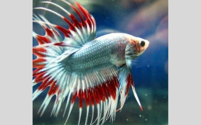 Crowntail