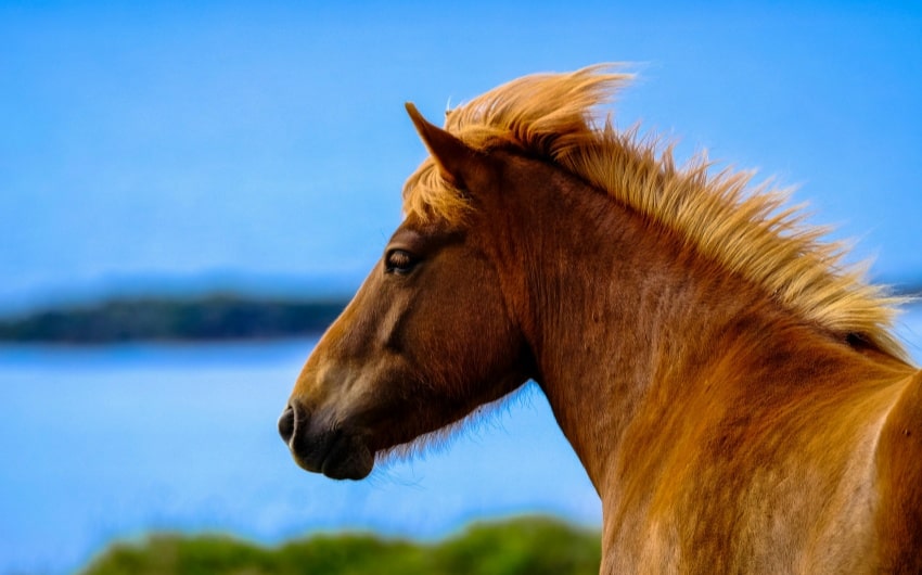 Male Horse