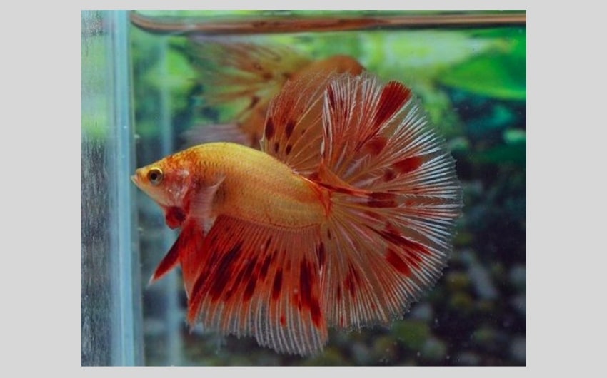 Orange Dalmatian Betta