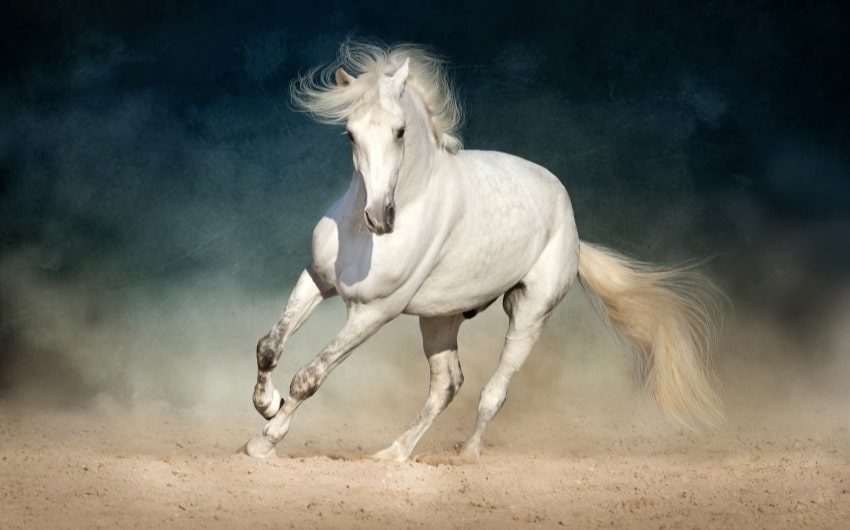 White Horse