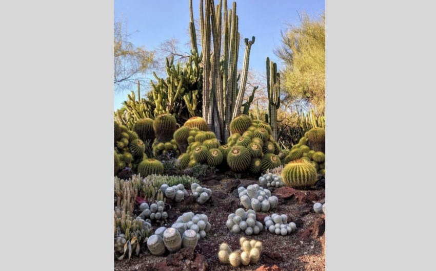 Xerophytic Garden