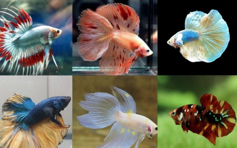 Explore 21 Unique and Different Types of Betta Fish