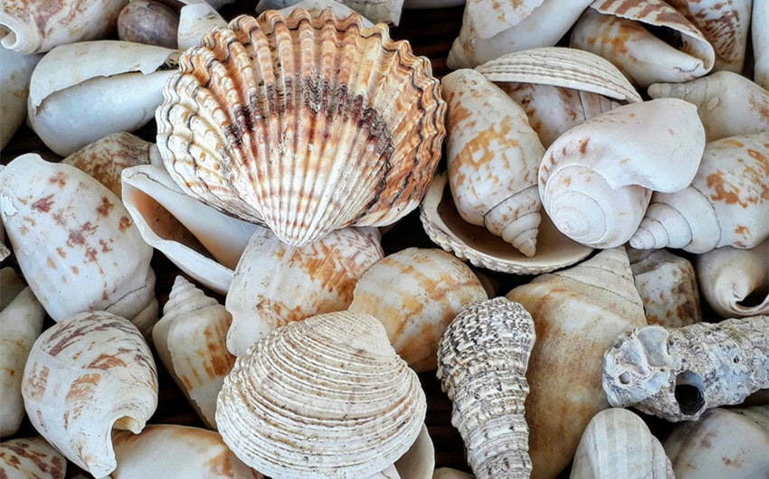 Seashells