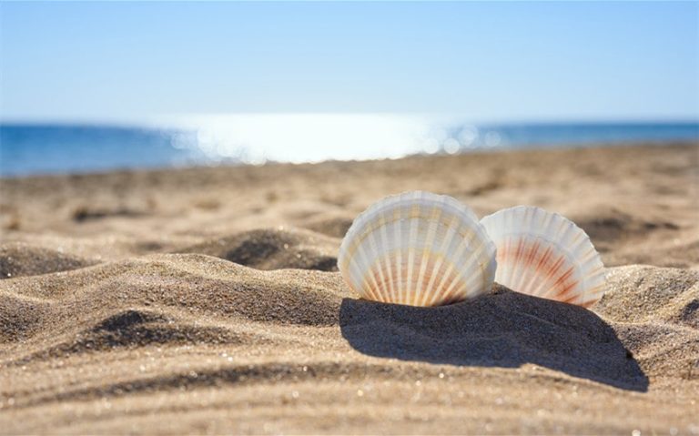 Where Do Seashells Come From? Uncover the Mysteries Today