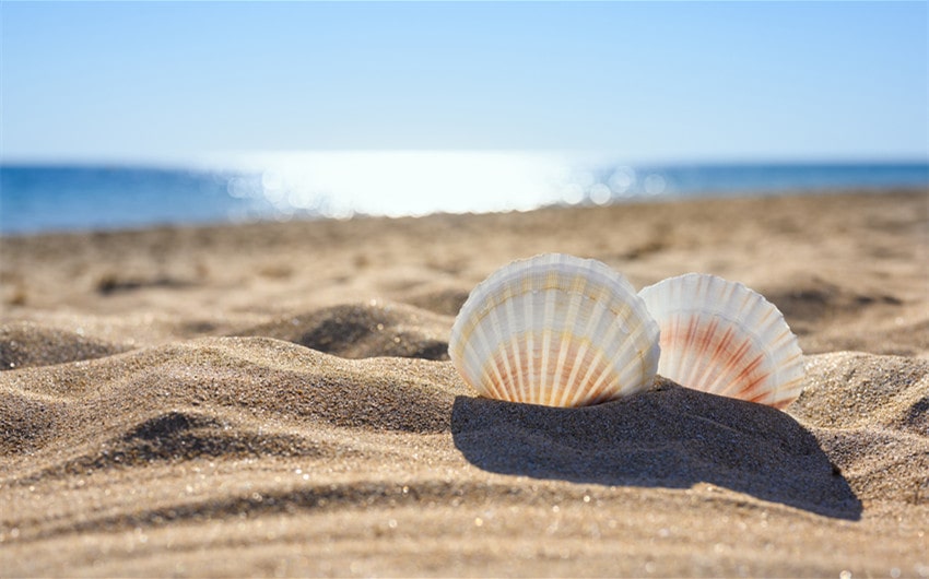 where do seashells come from