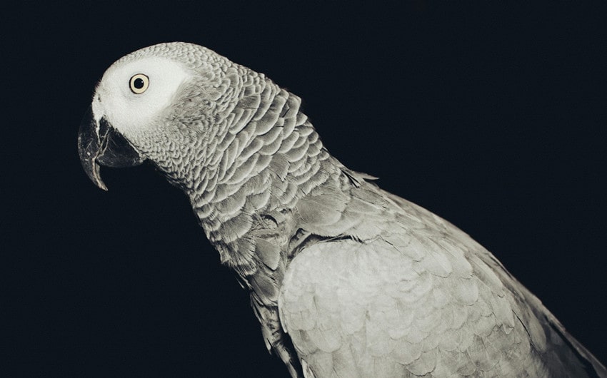 African Grey Parrot