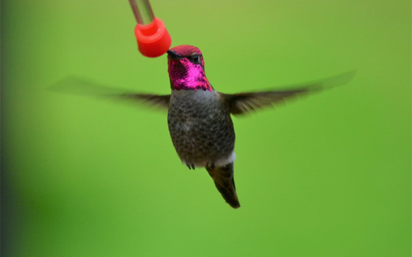 Anna’s Hummingbird