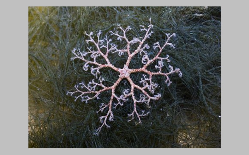 Basket Star