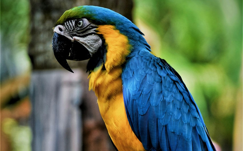 Blue and Yellow Macaw