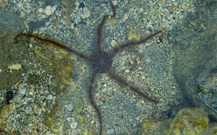 Brittle Star