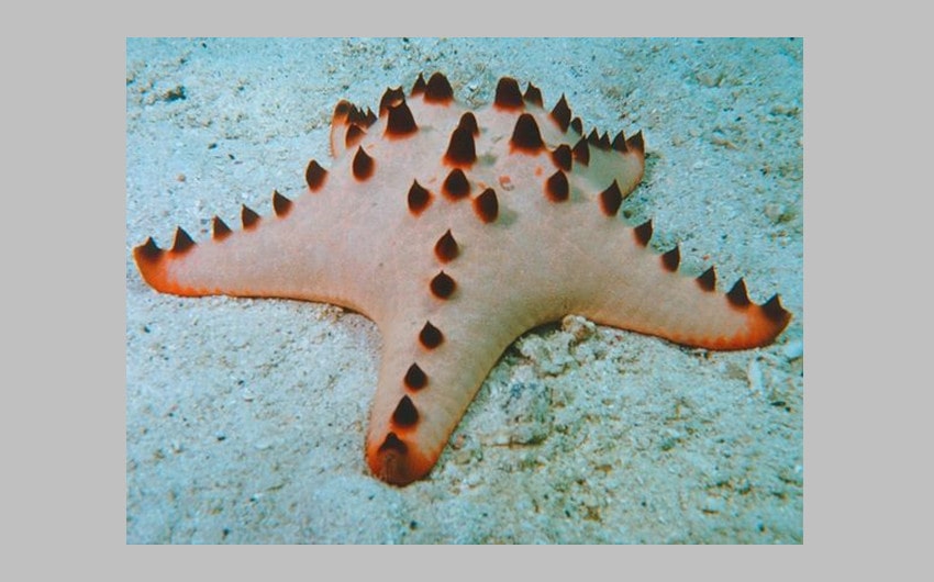 Chocolate Chip Sea Star