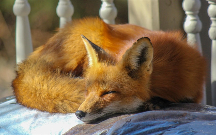 Choosing the Perfect Fox Name