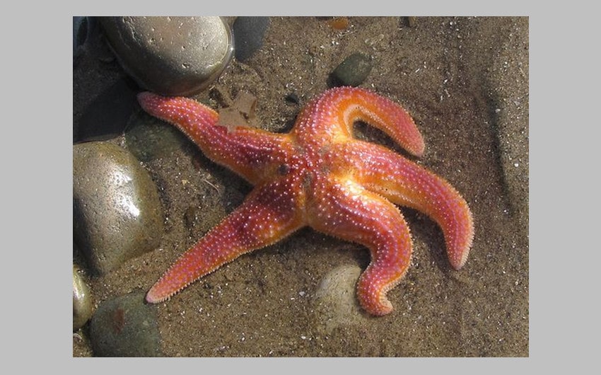 Common Starfish