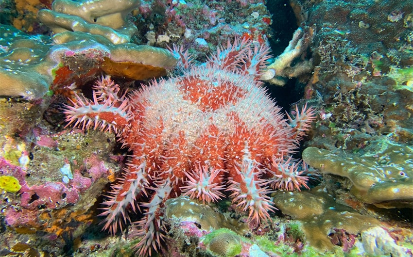 Crown-of-Thorns Starfish