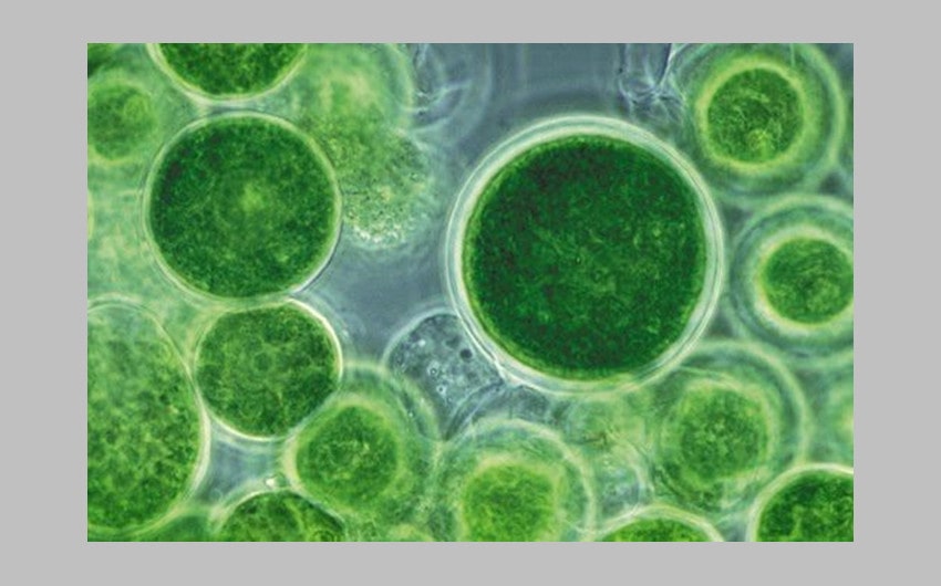 Cyanobacteria