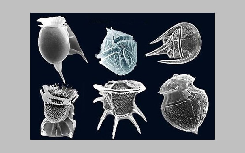 Dinoflagellates