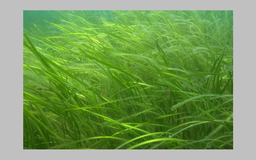 Eelgrass