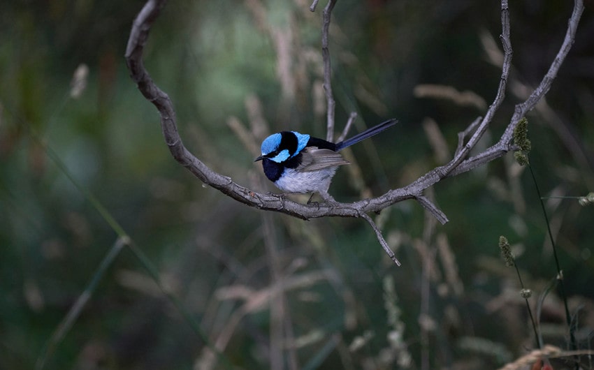 Fairy-wren