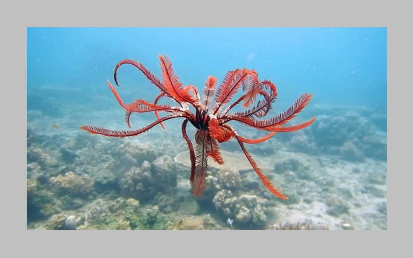 Feather Star