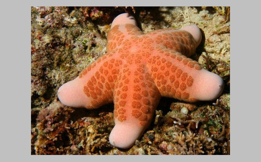 Granulated Sea Star