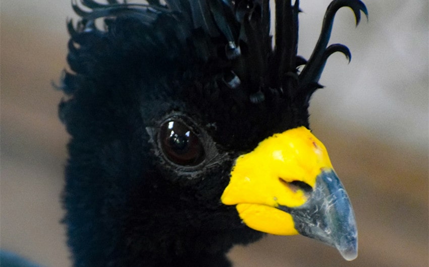 Great Curassow