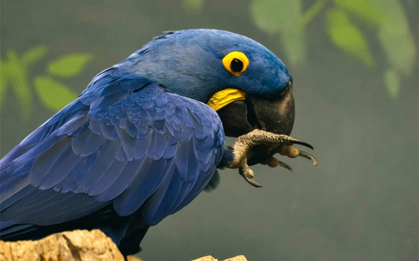 Hyacinth Macaw