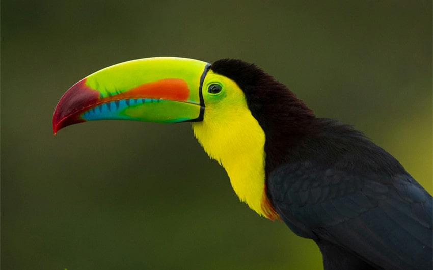 Keel-billed Toucan