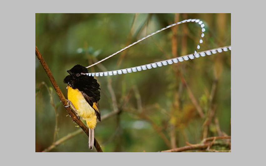 King of Saxony Bird-of-Paradise