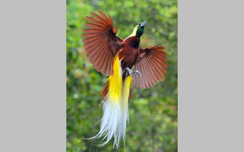 Lesser Bird of Paradise