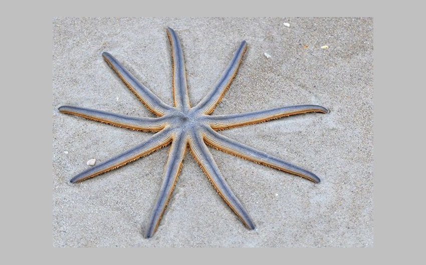 Nine-armed Sea Star