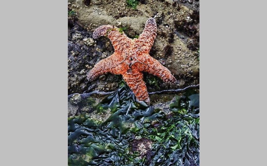 Ochre Sea Star