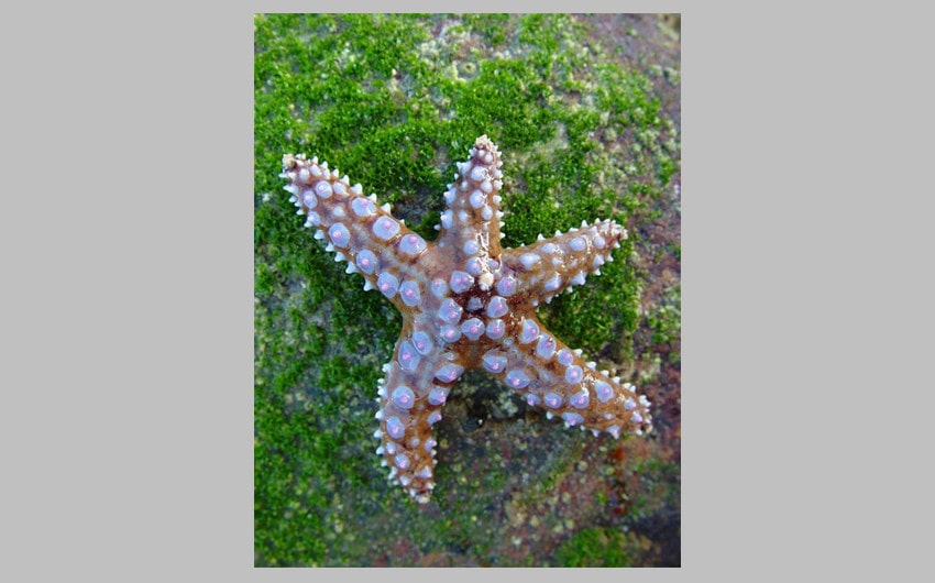 Explore 15 Unique Types of Starfish in Our Oceans