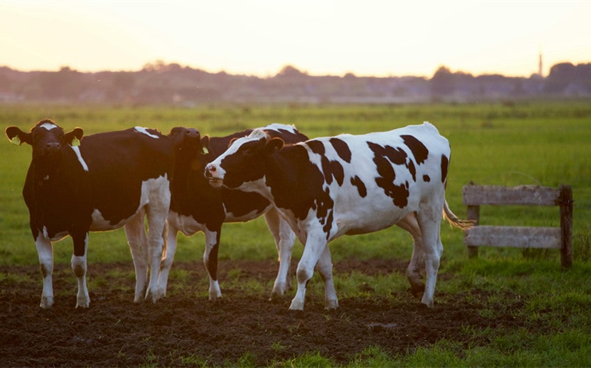 Popular Cow Names