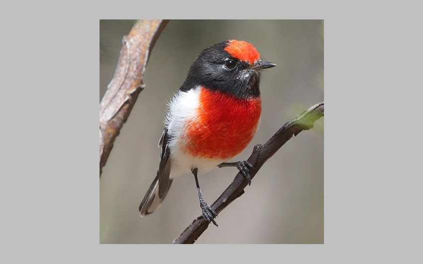 Red-capped Robin