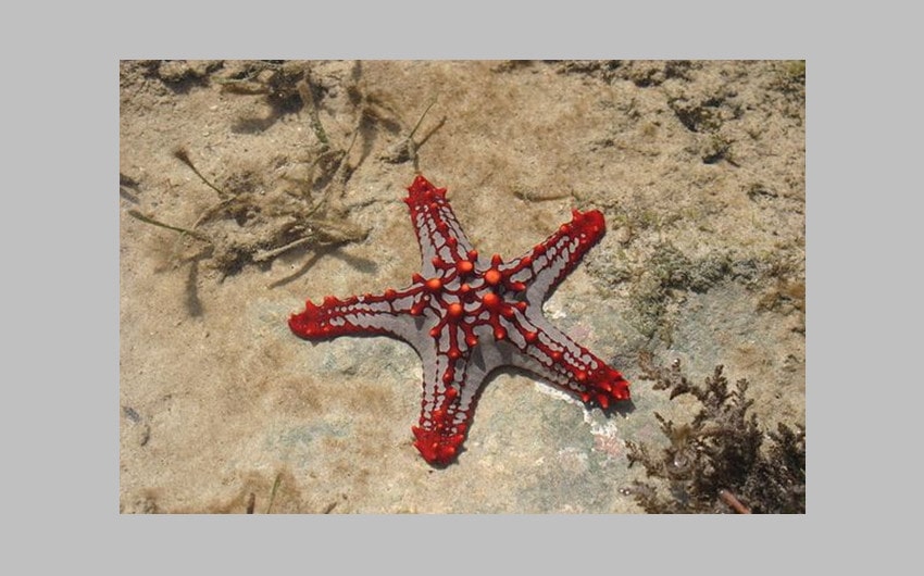 Red-knobbed Starfish