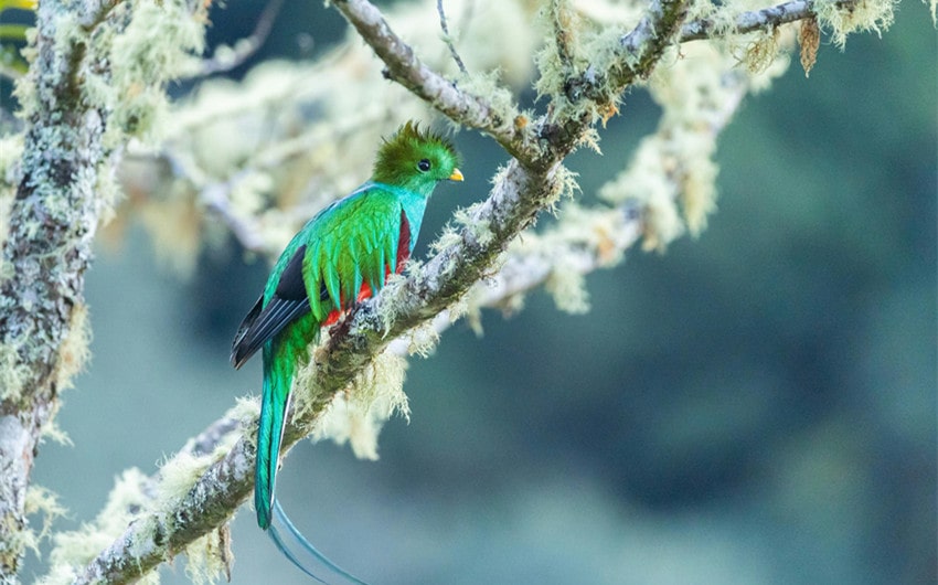 Resplendent Quetzal