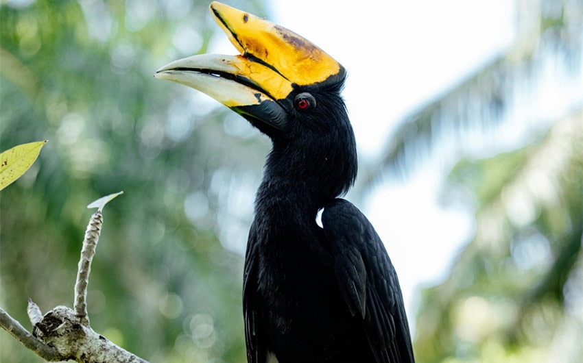 Rhinoceros Hornbill