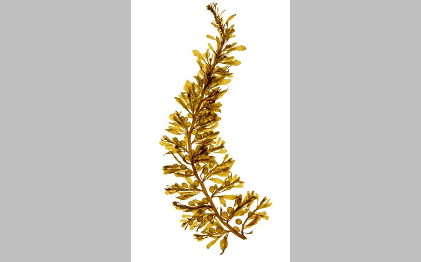 Sargassum