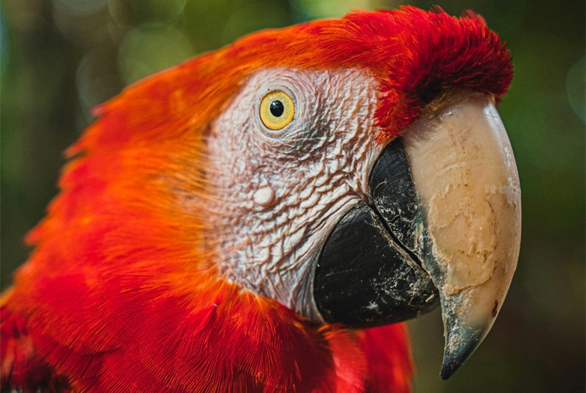 Scarlet Macaw