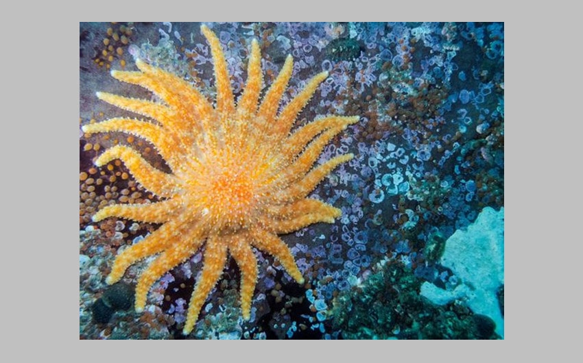 Sunflower Sea Star