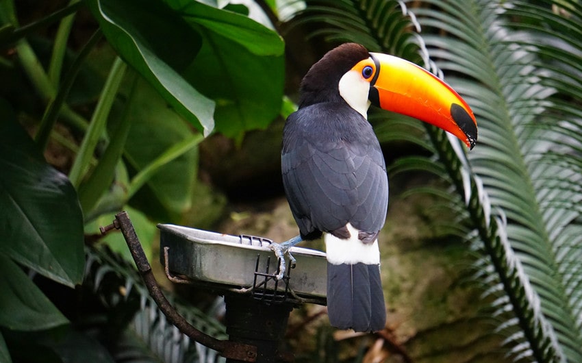 Toco Toucan