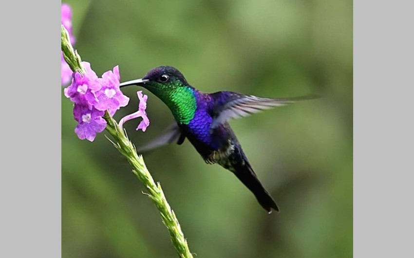 Violet crowned Hummingbird