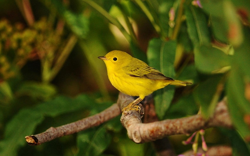 Yellow Warbler