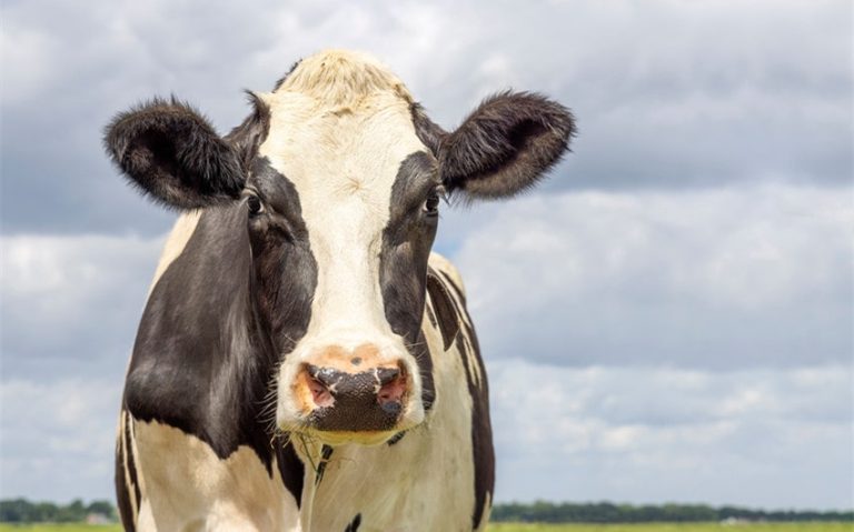 140 Unique Cow Names for Your Beloved Bovine