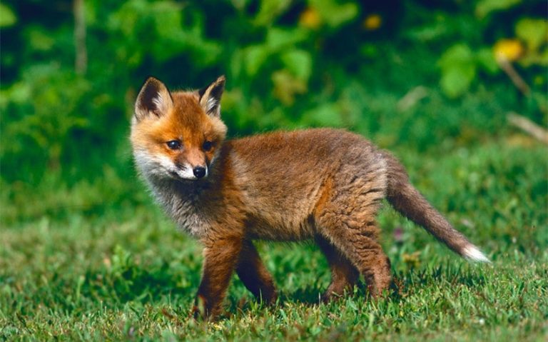 164 Unique Fox Names for Your Furry Friend