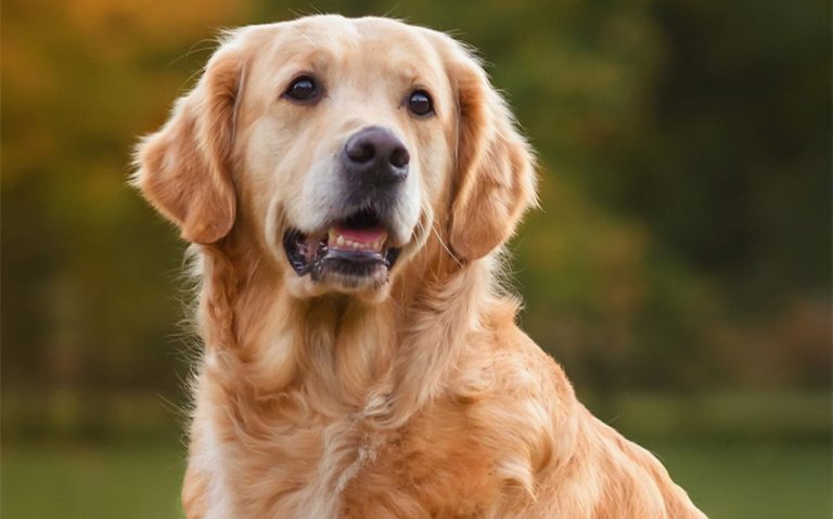 285 Adorable Girl Golden Retriever Names You’ll Love