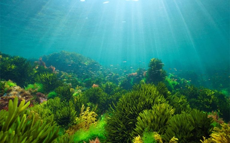 Understanding 9 Crucial Producers in the Ocean Ecosystem