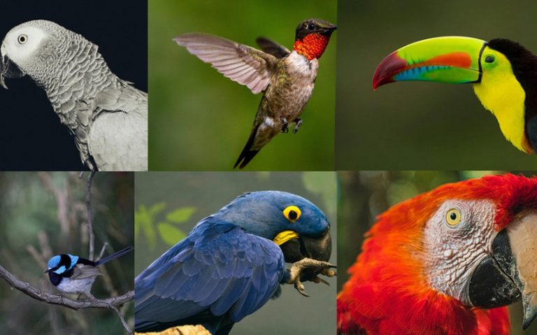 18 Fascinating Tropical Bird Names You Need to Know